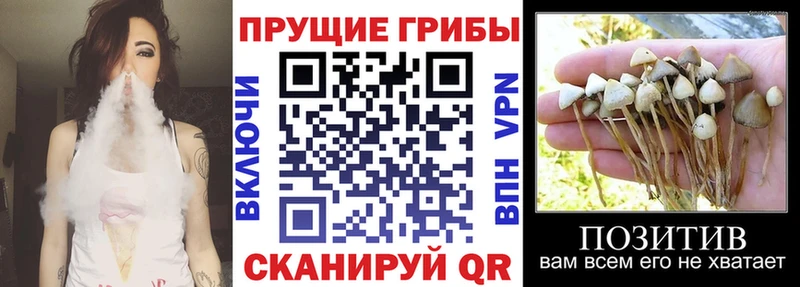 где найти наркотики  Балахна  Псилоцибиновые грибы мухоморы 